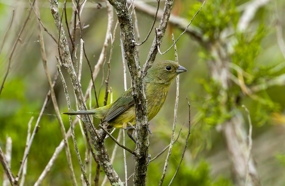 Painted Bunting - ML636267306