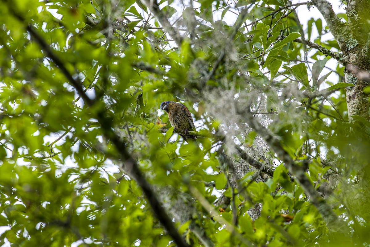 Blue Grosbeak - ML636267307