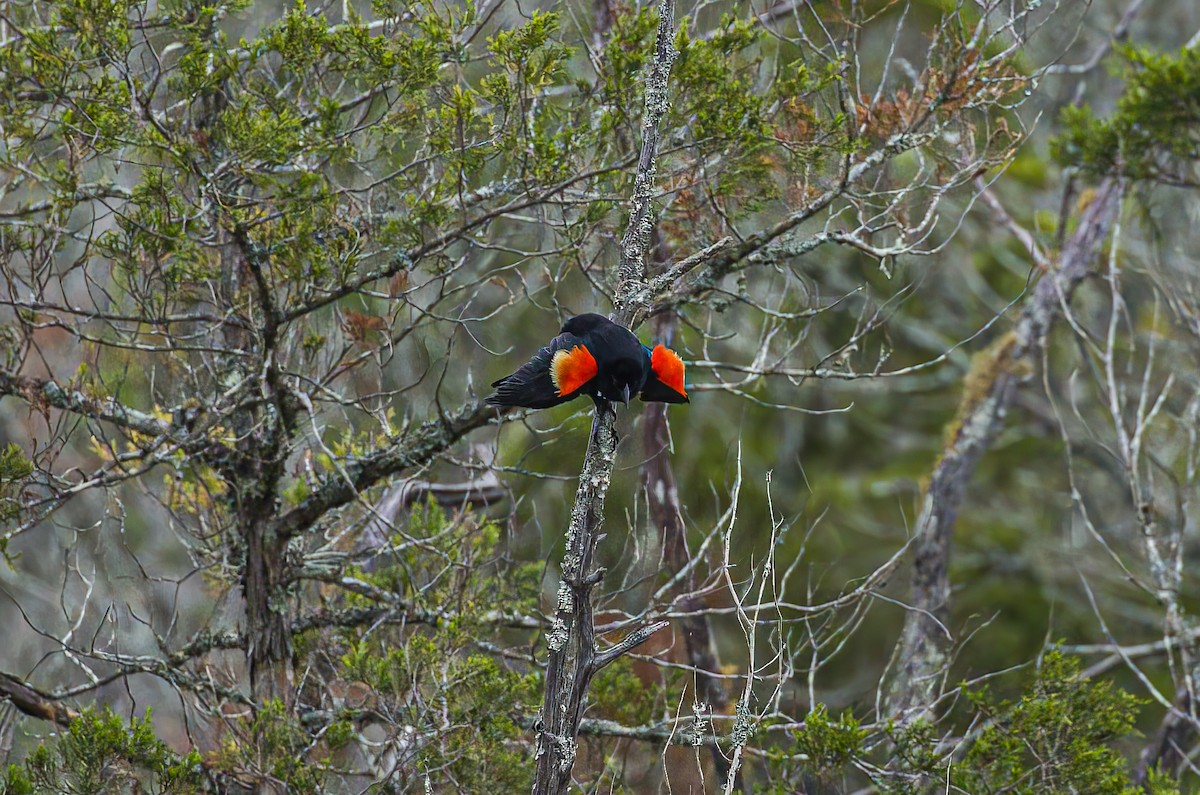 Red-winged Blackbird - ML636267326