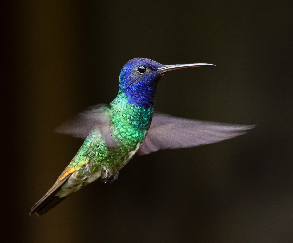 Golden-tailed Sapphire - ML636267344