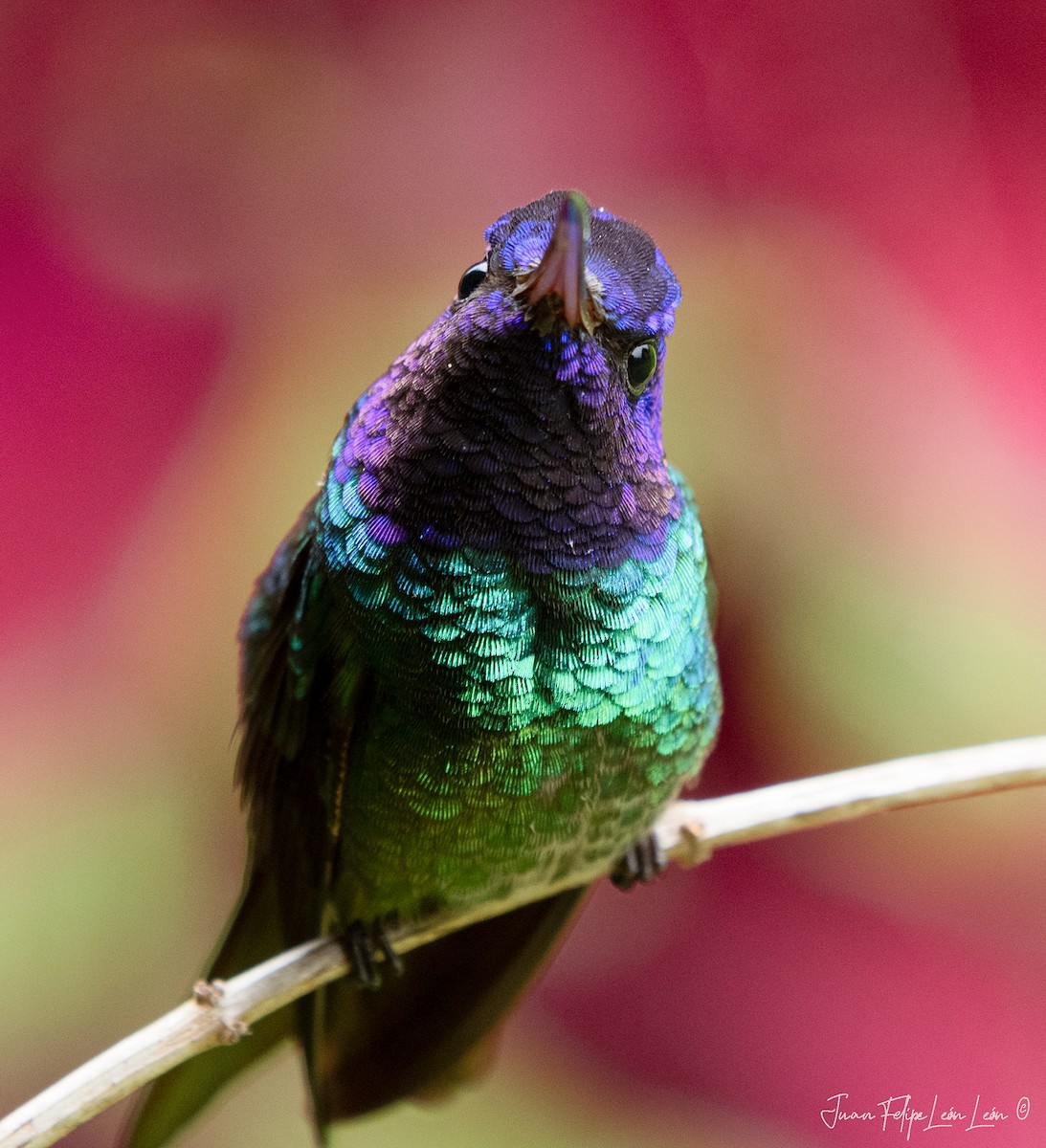 Golden-tailed Sapphire - ML636267345