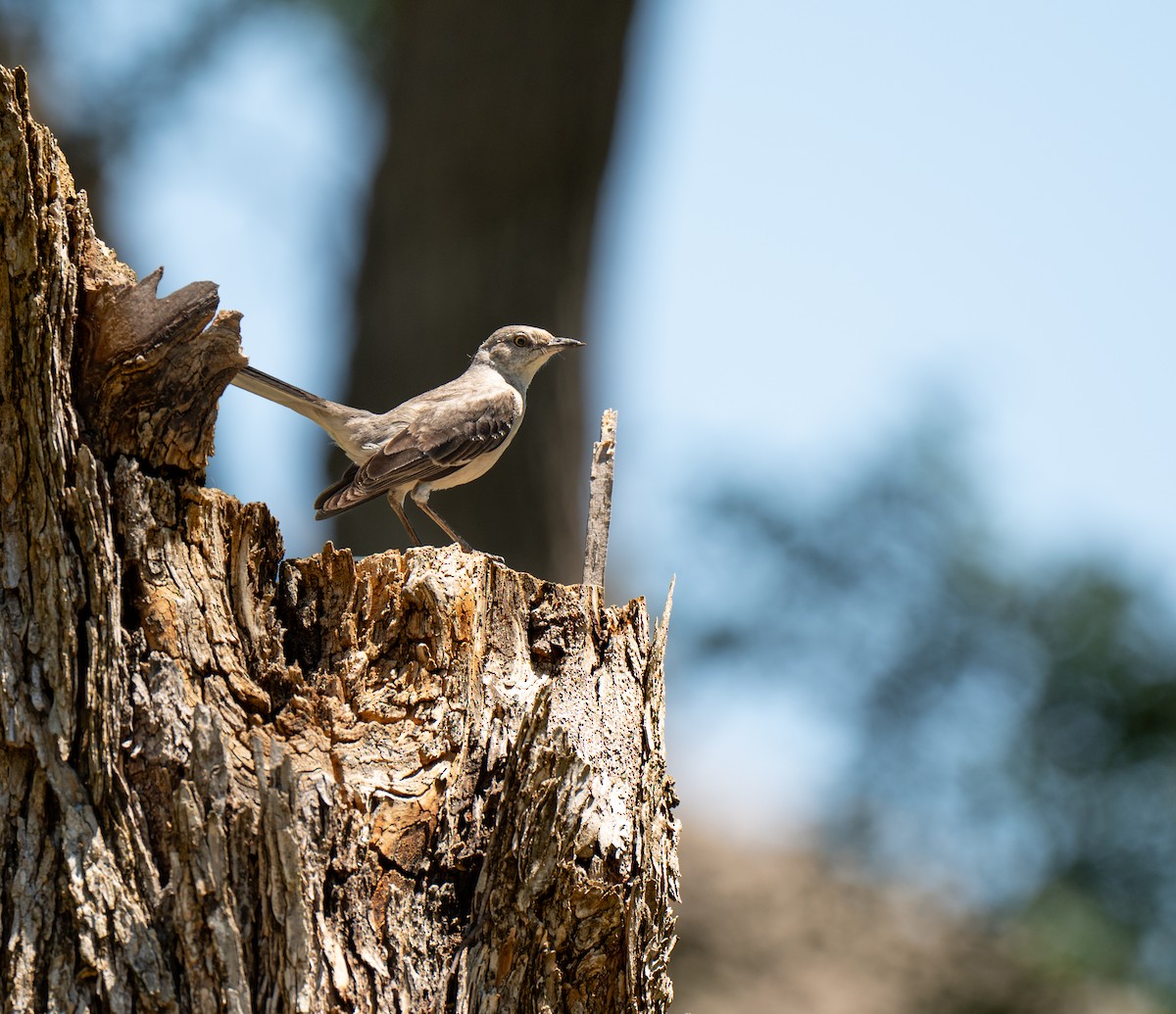 Northern Mockingbird - ML636267351