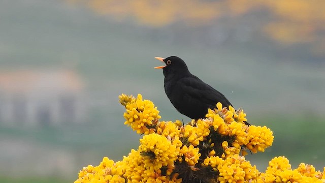 Eurasian Blackbird - ML636267559