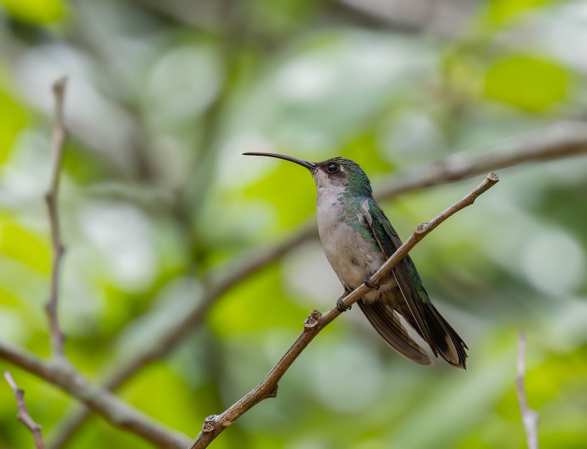 Santa Marta Sabrewing - ML636267583