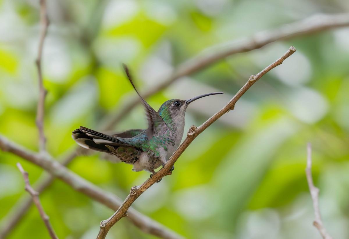 Santa Marta Sabrewing - ML636267584