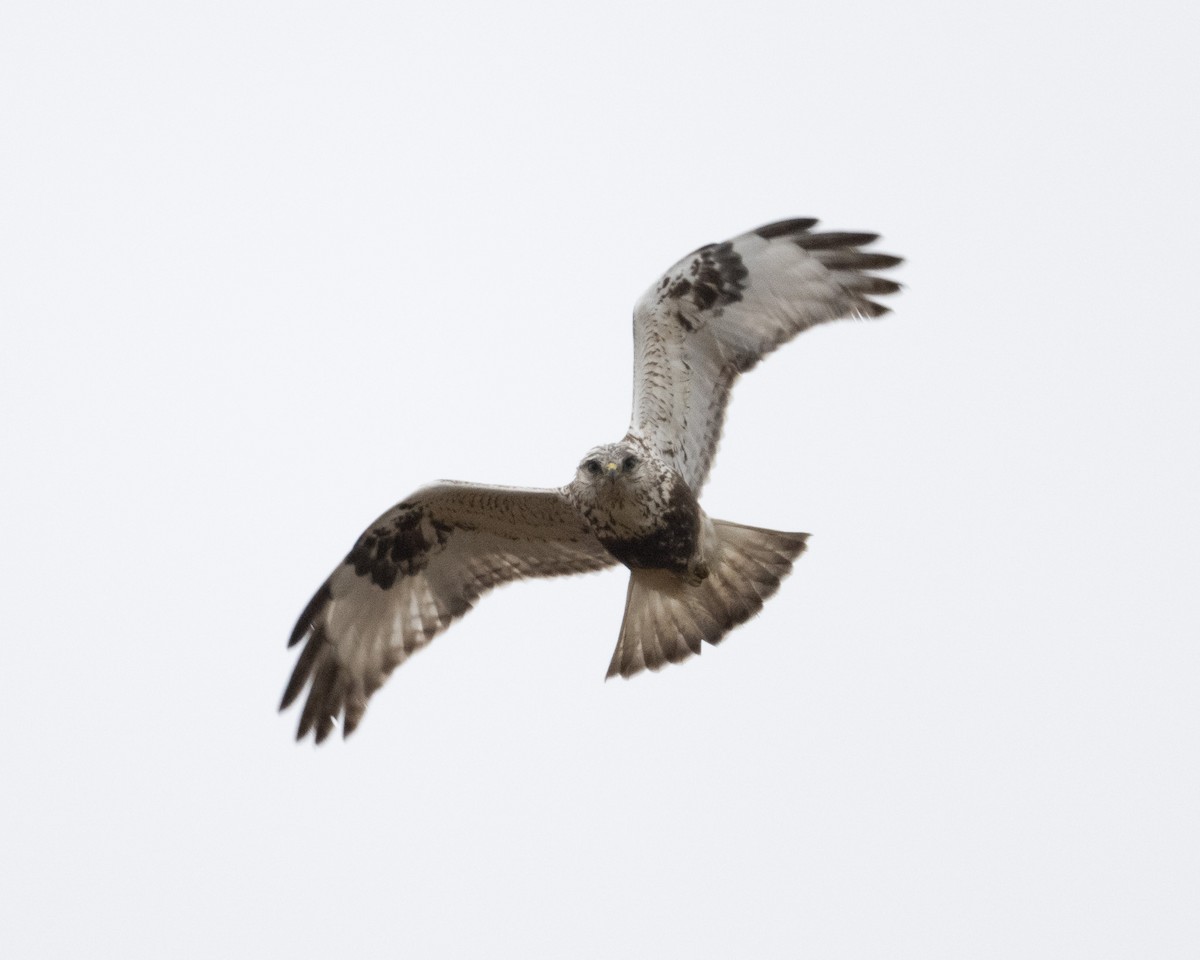 Rough-legged Hawk - ML636267784