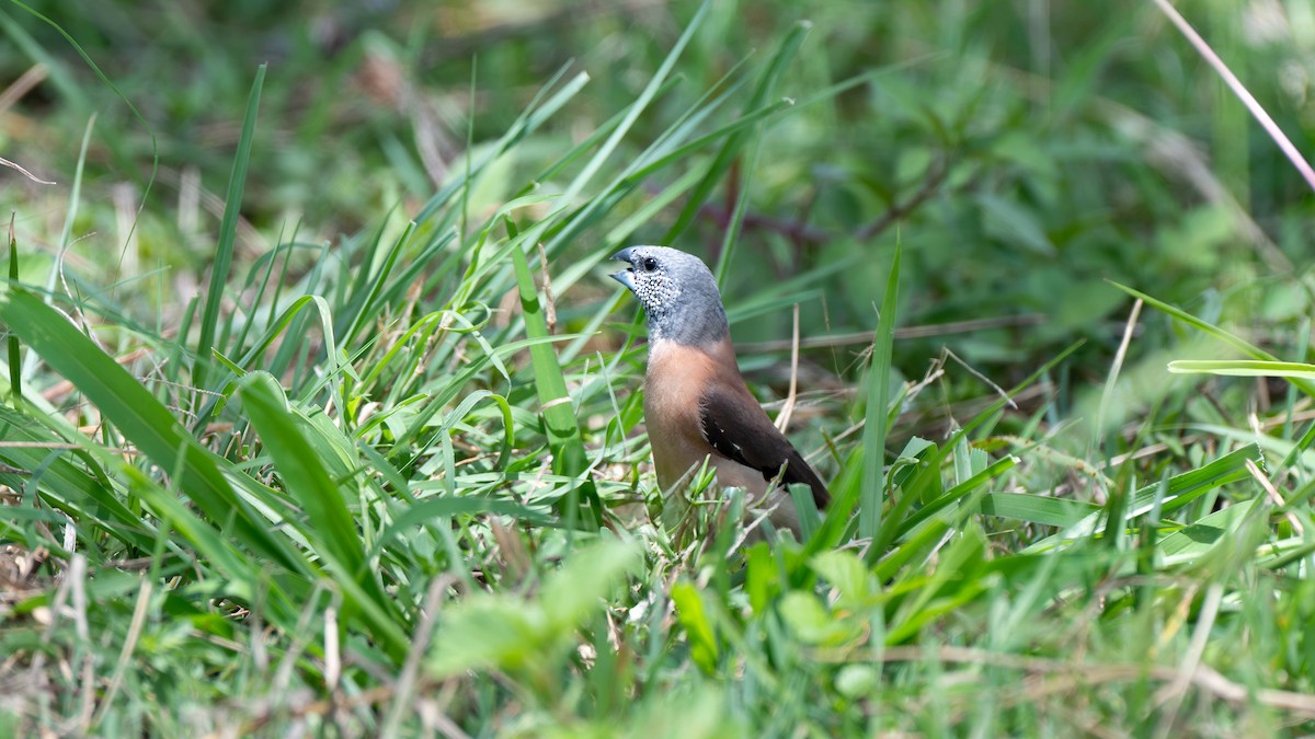 Gray-headed Silverbill - ML636267785