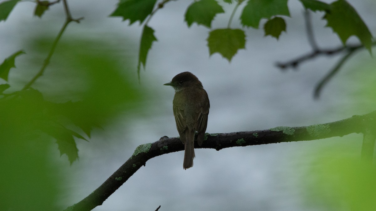 Eastern Phoebe - ML636267852