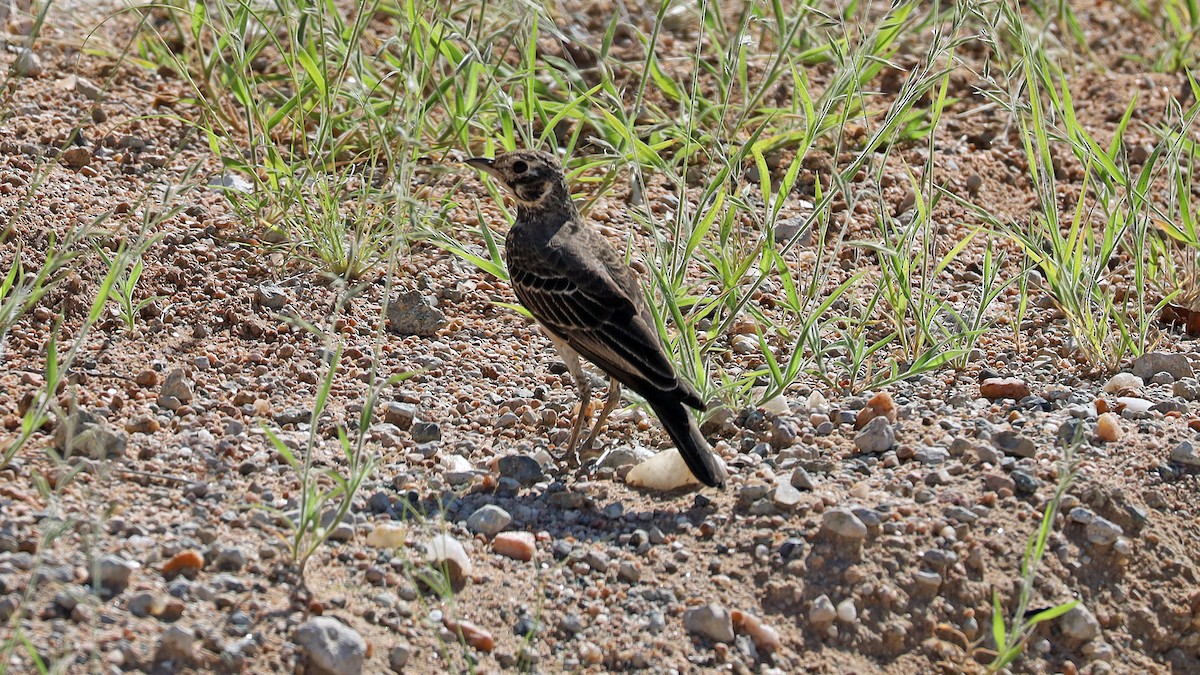 Dusky Lark - ML636267938