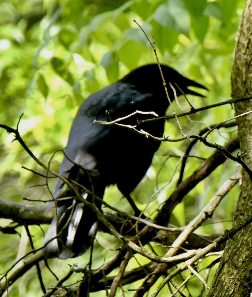 American Crow - ML636267980