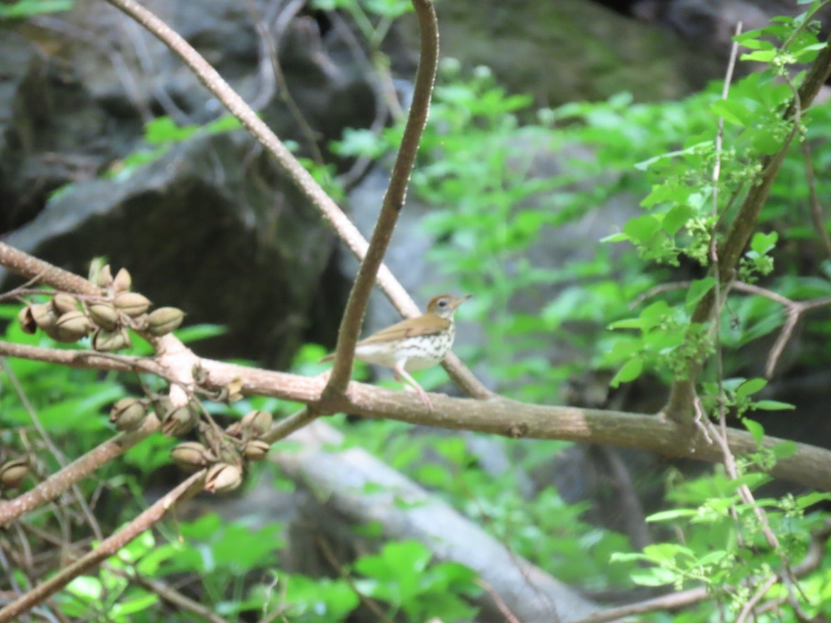 Wood Thrush - ML636267999