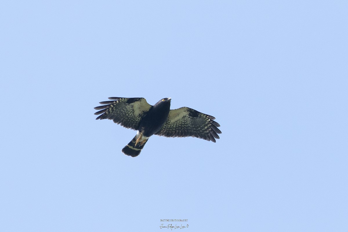 White-rumped Hawk - ML636268062