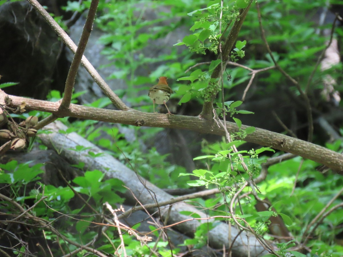 Wood Thrush - ML636268180