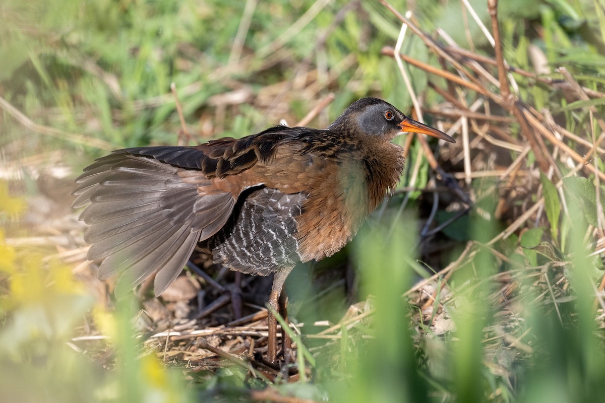 Virginia Rail - ML636268274