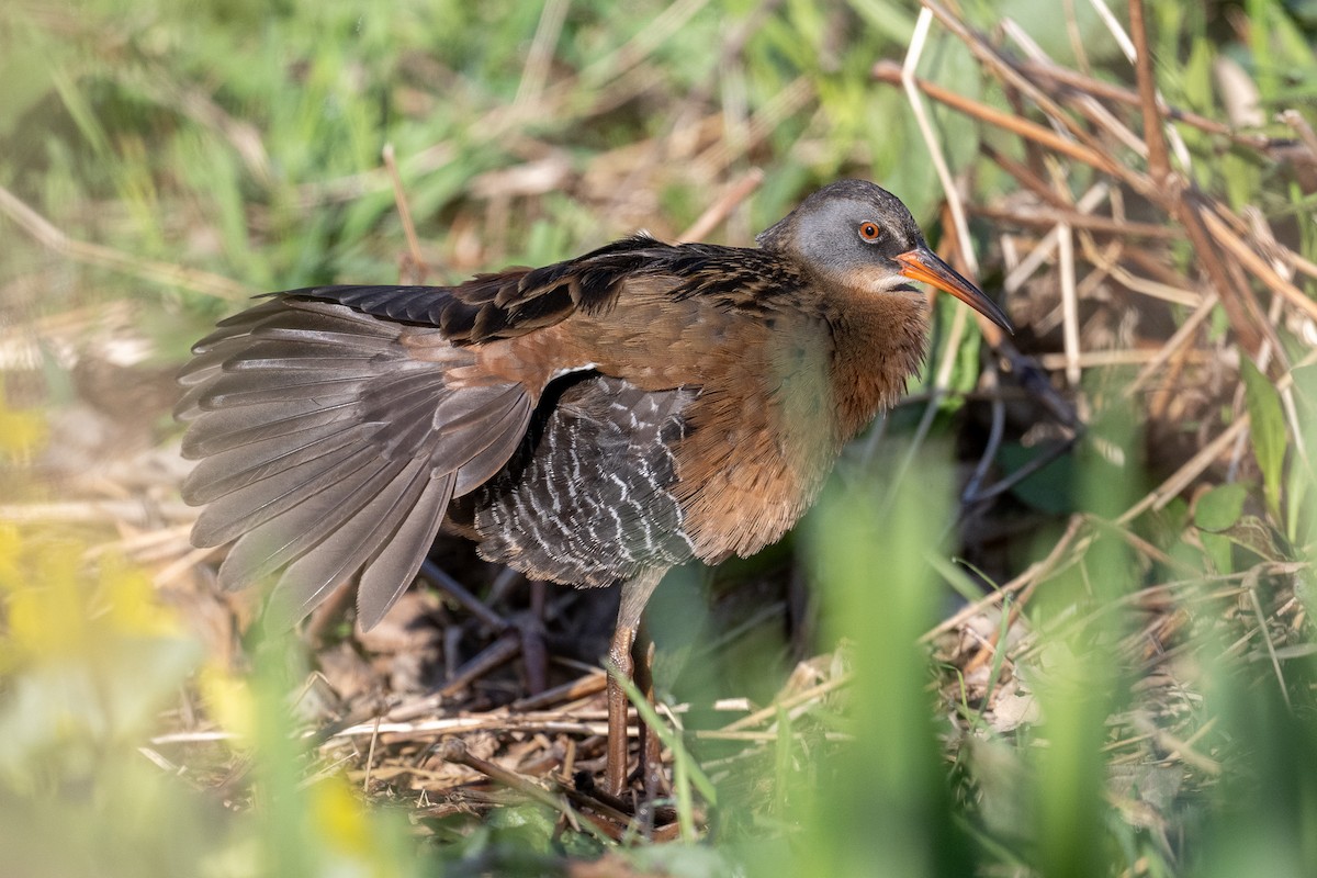 Virginia Rail - ML636268275