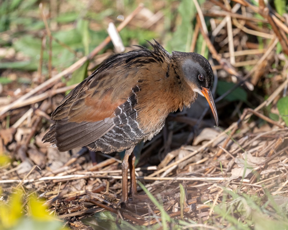 Virginia Rail - ML636268276