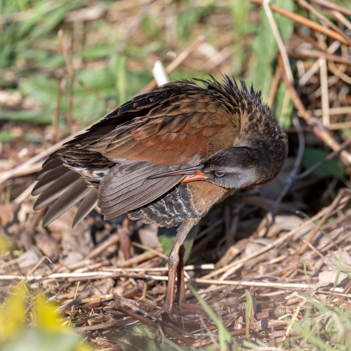 Virginia Rail - ML636268278