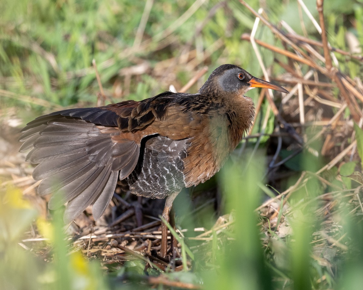 Virginia Rail - ML636268279