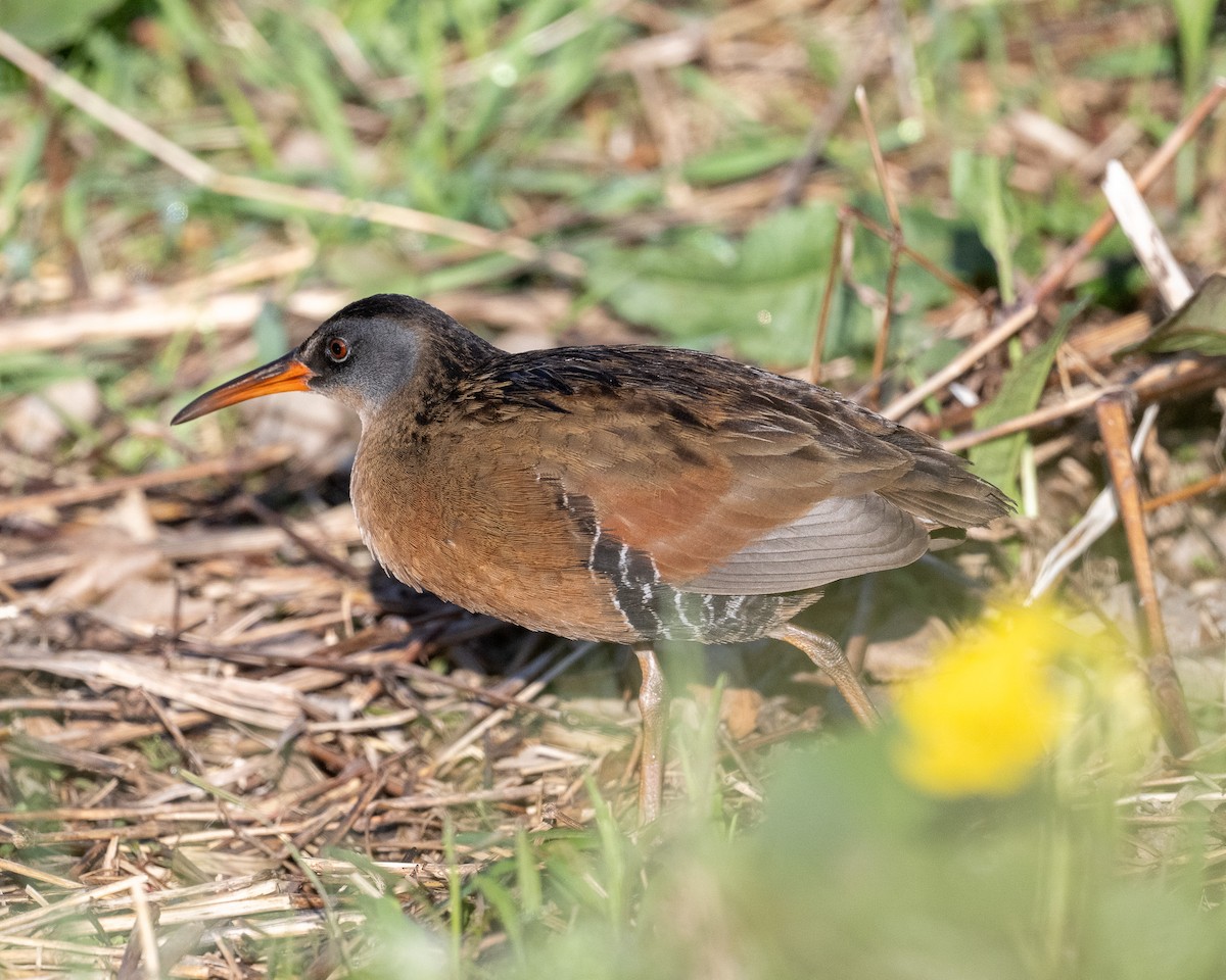 Virginia Rail - ML636268280