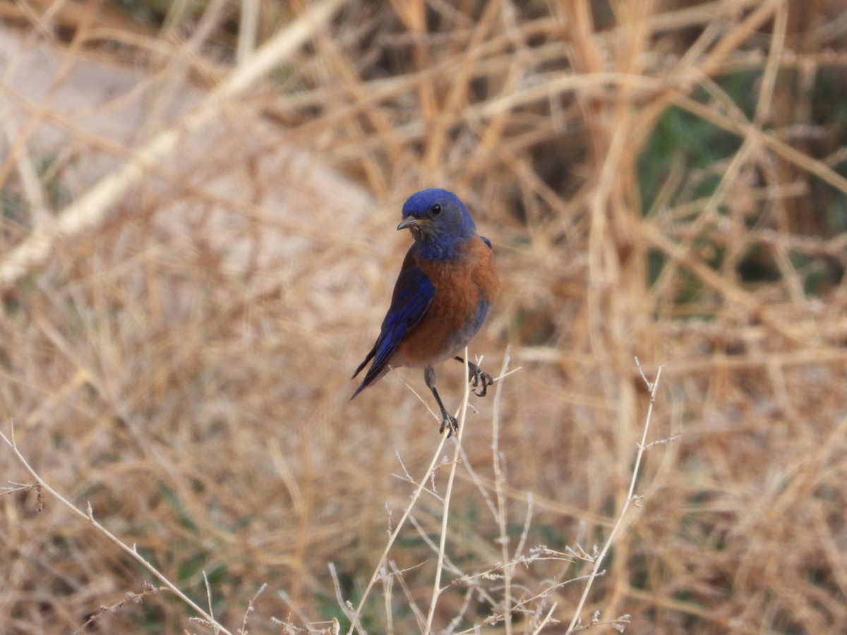 Western Bluebird - ML636268453
