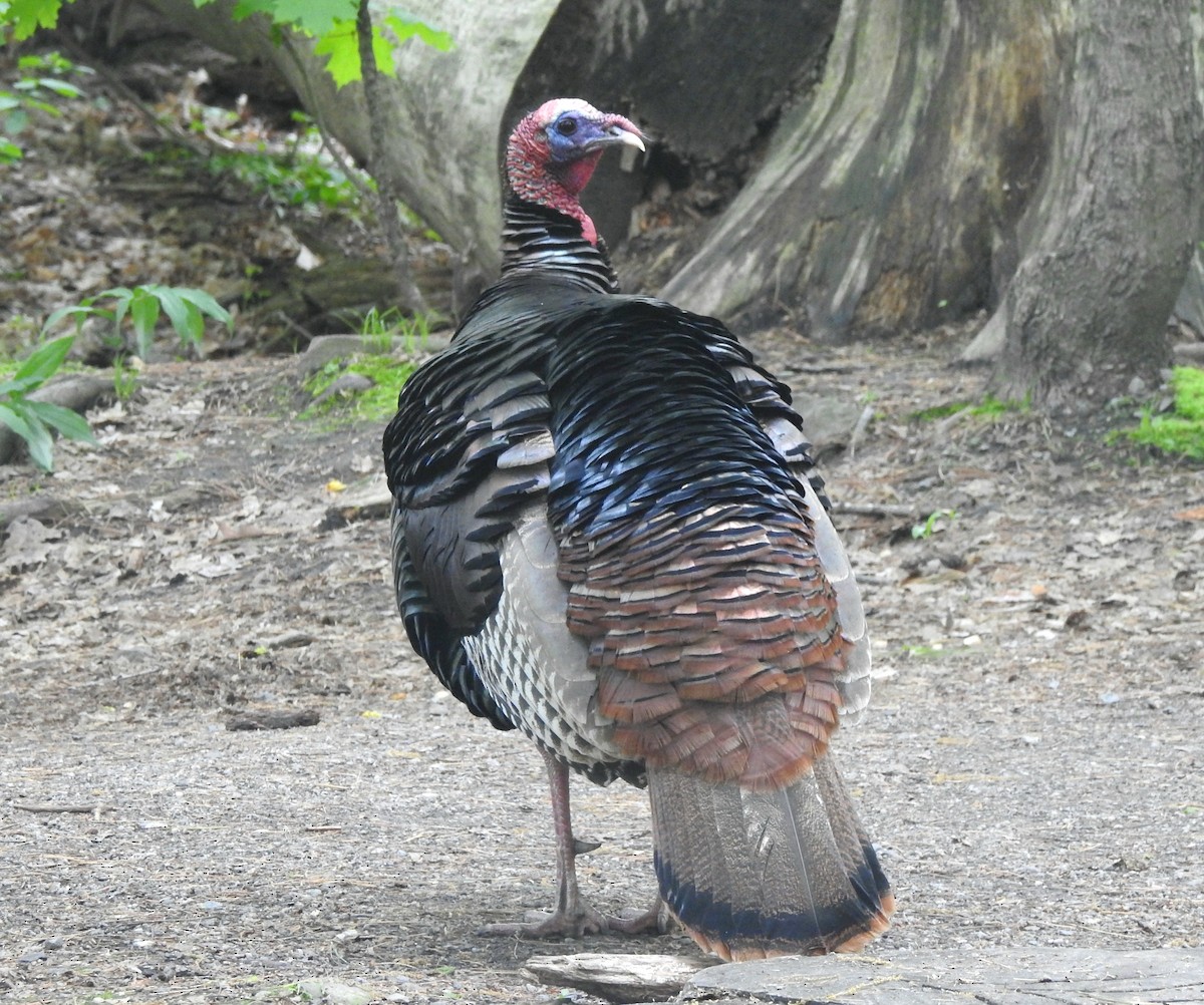 Wild Turkey - ML636268481
