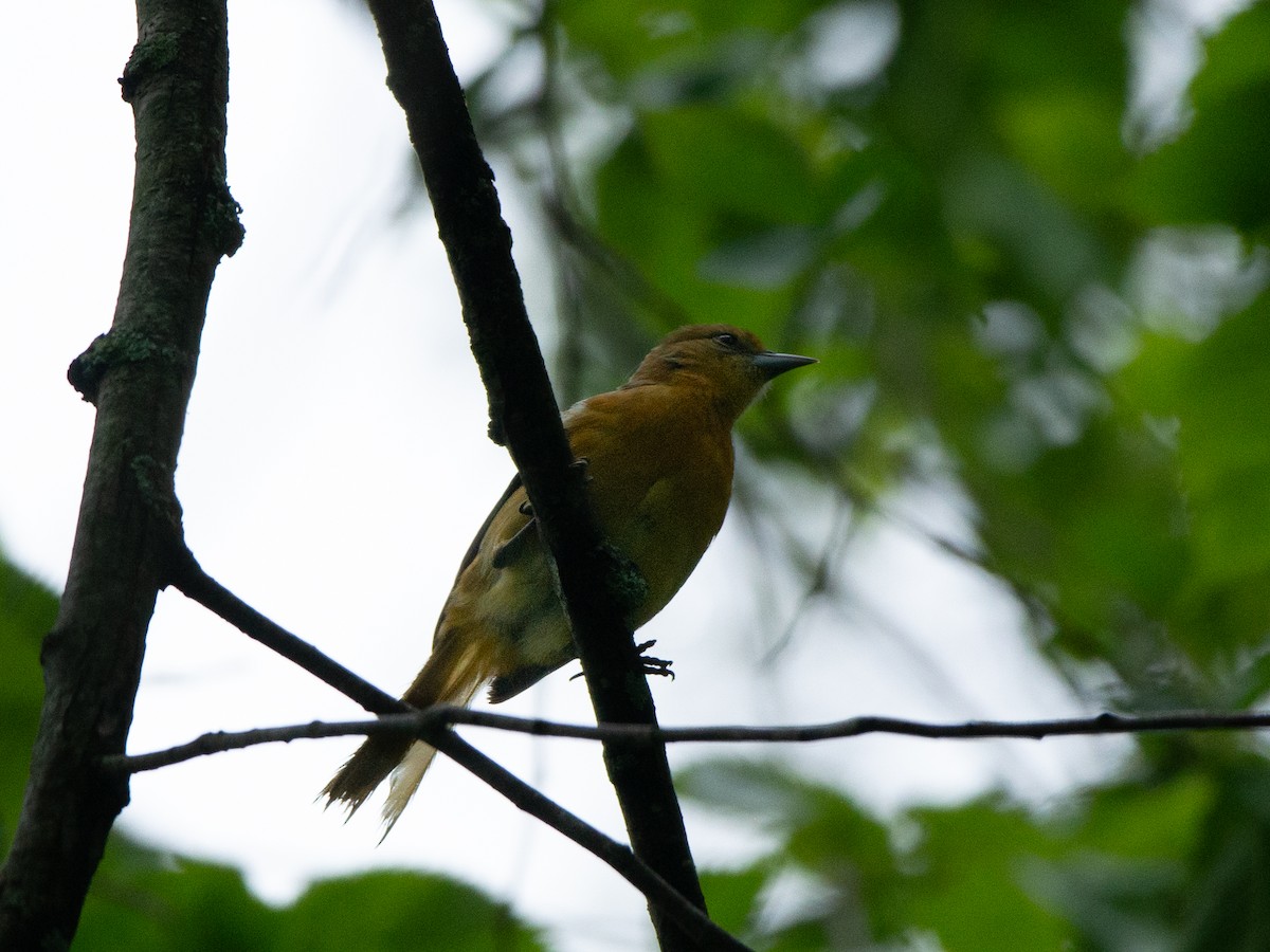 Baltimore Oriole - ML636268638