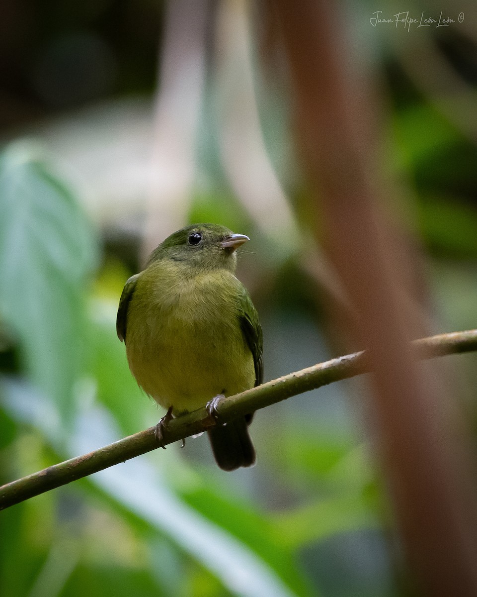grønnmanakin - ML636268696
