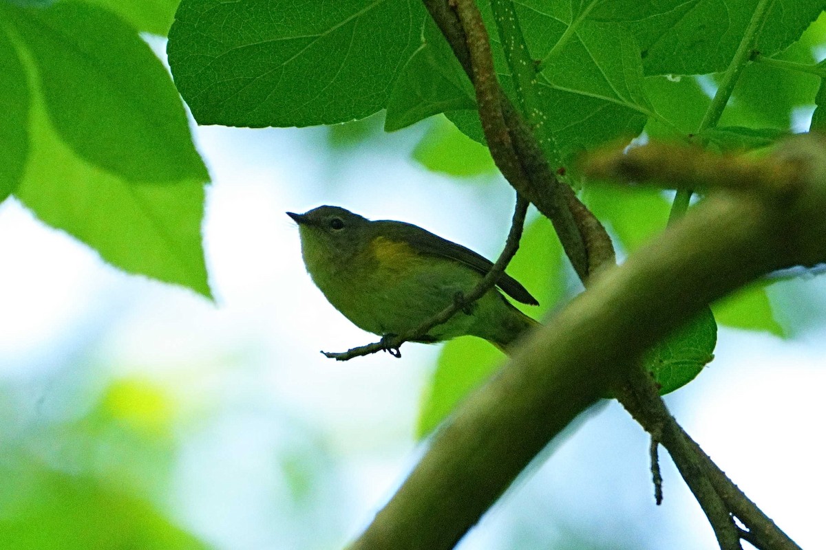 American Redstart - ML636268751