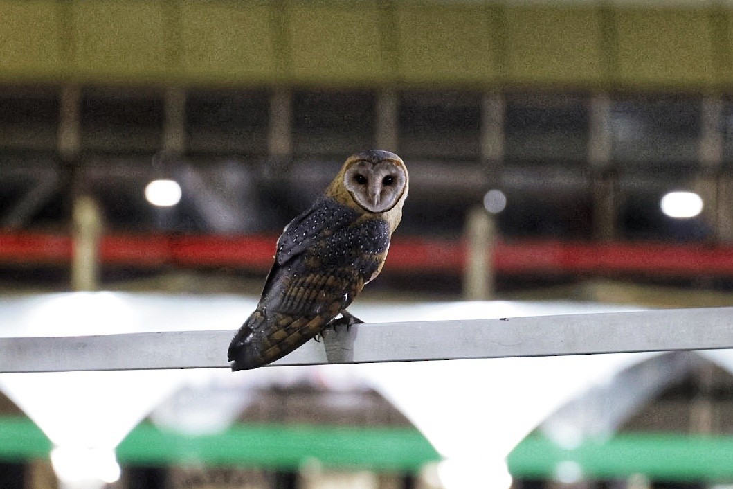Western Barn Owl - ML636268787