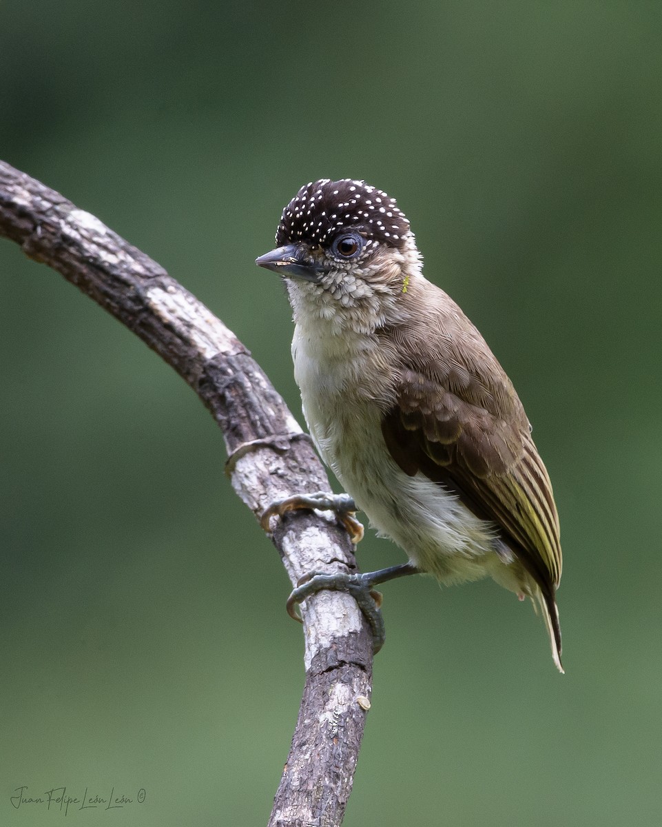 Grayish Piculet - ML636268928