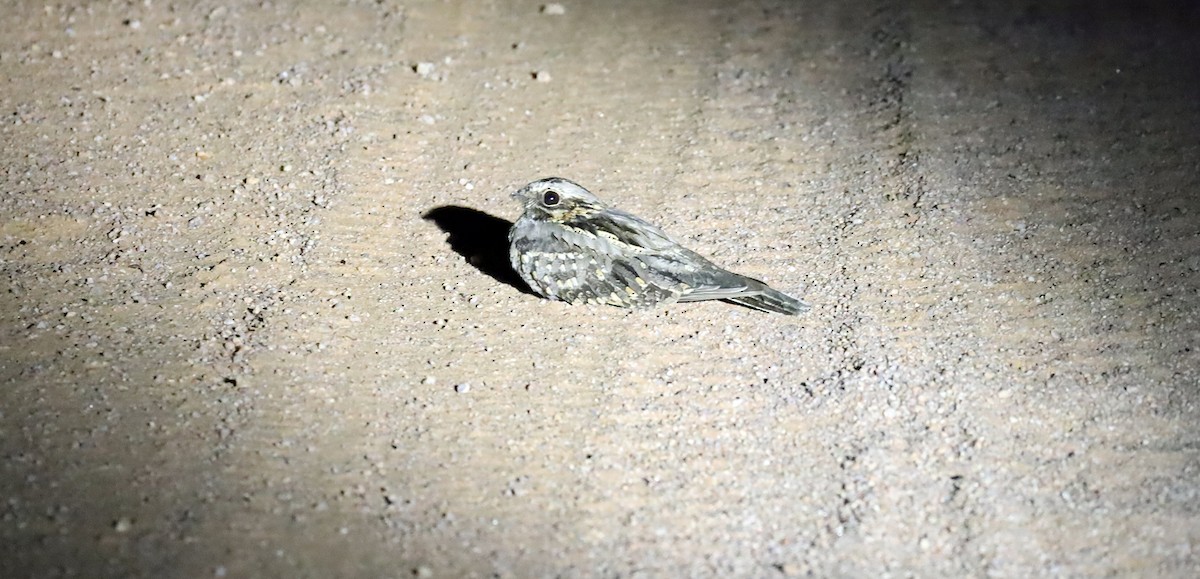 Rufous-cheeked Nightjar - ML636268979