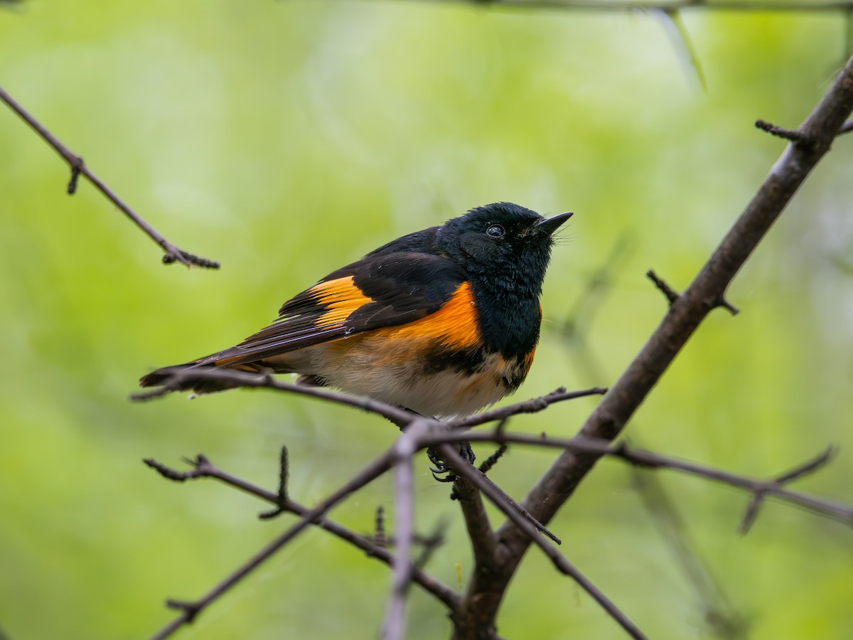 American Redstart - ML636268984