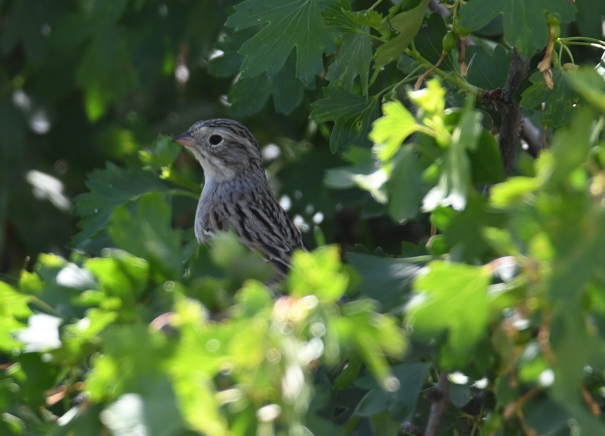 Brewer's Sparrow - ML636269008