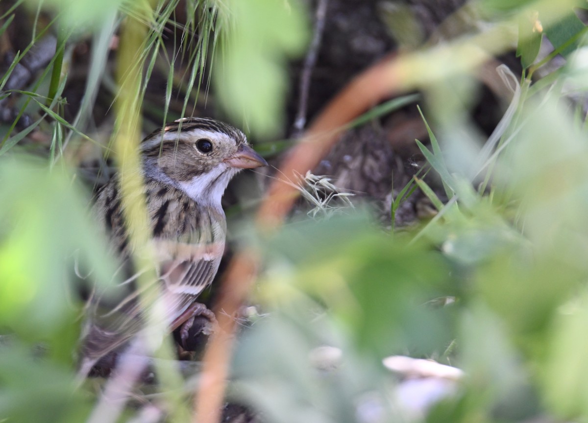 Clay-colored Sparrow - ML636269009