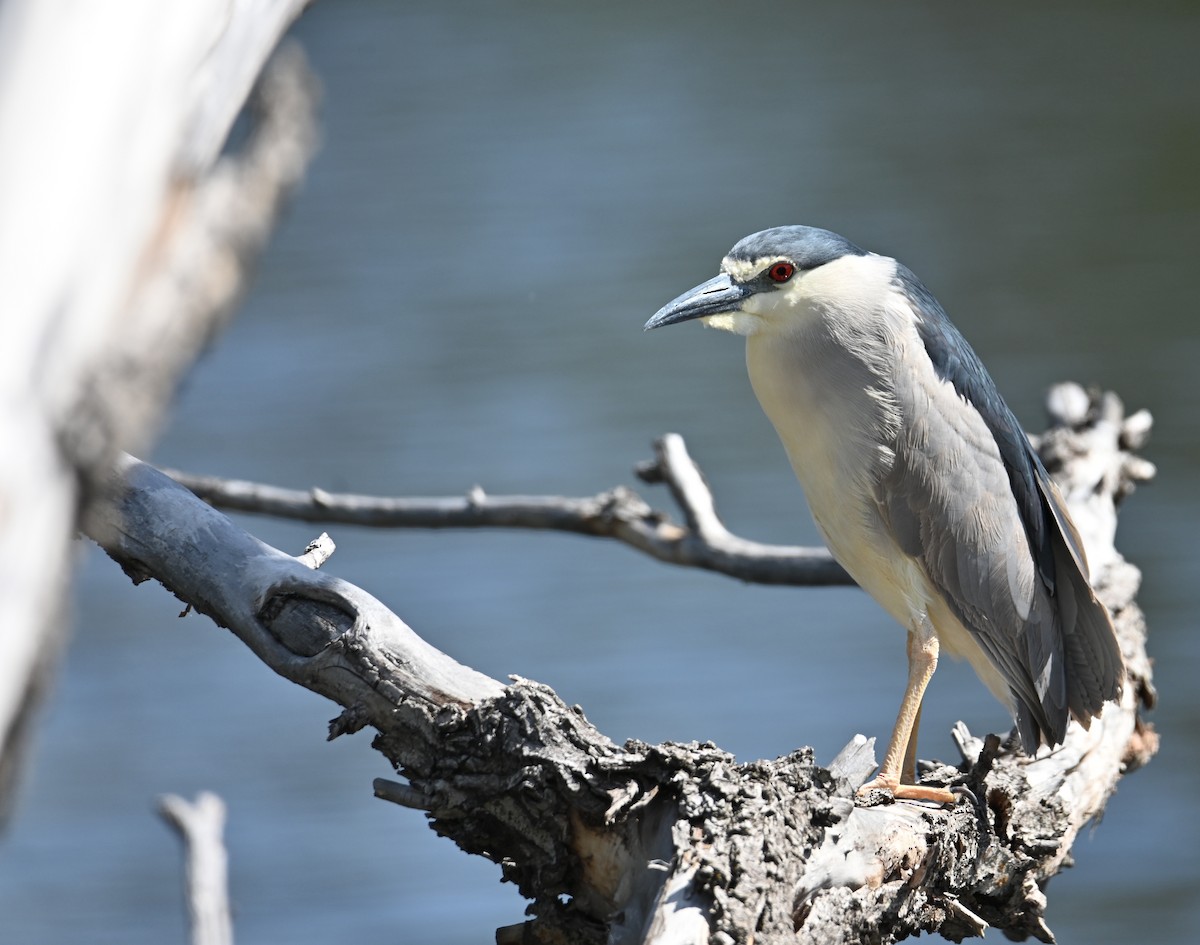 Black-crowned Night Heron - ML636269015