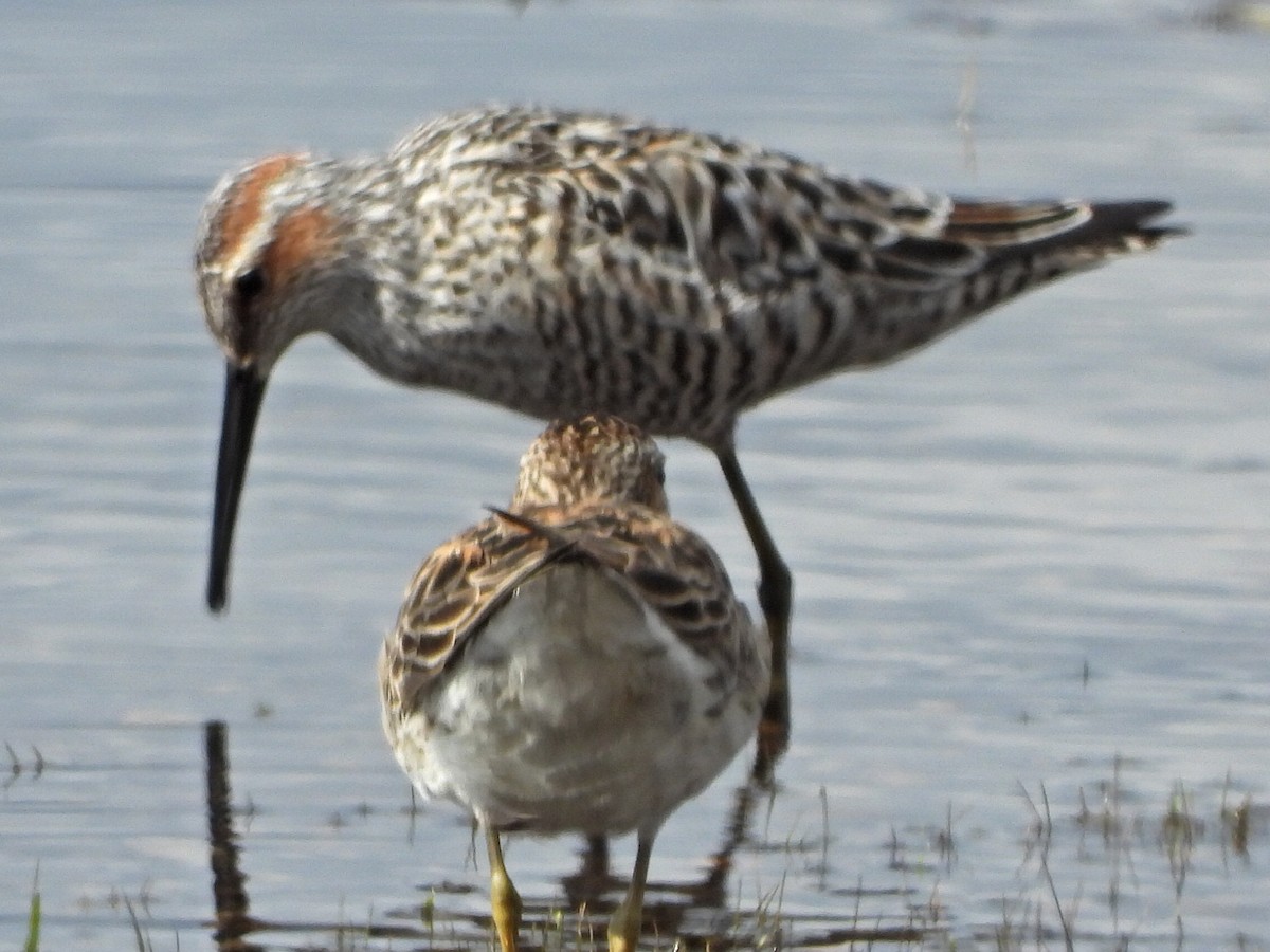 Stilt Sandpiper - ML636269044