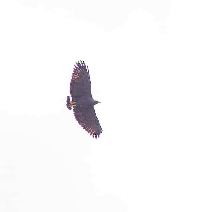 Solitary Eagle - ML636269048