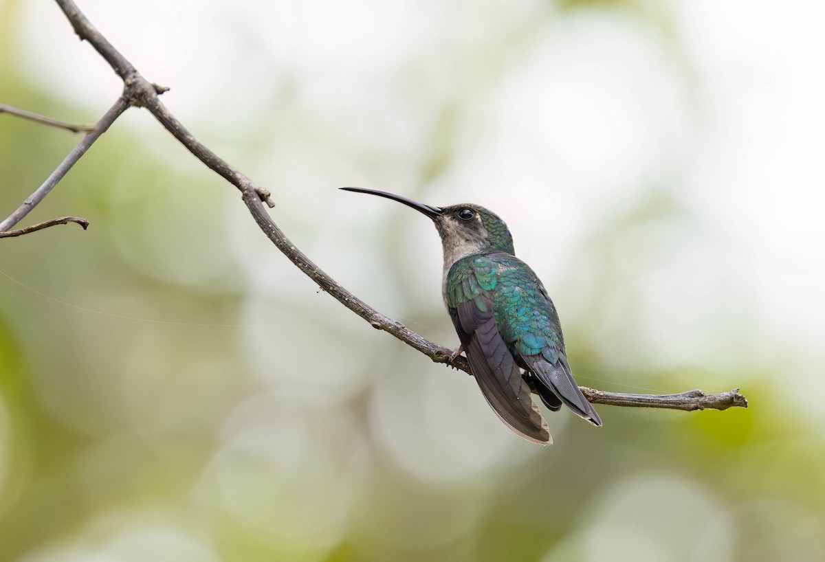 Santa Marta Sabrewing - ML636269067