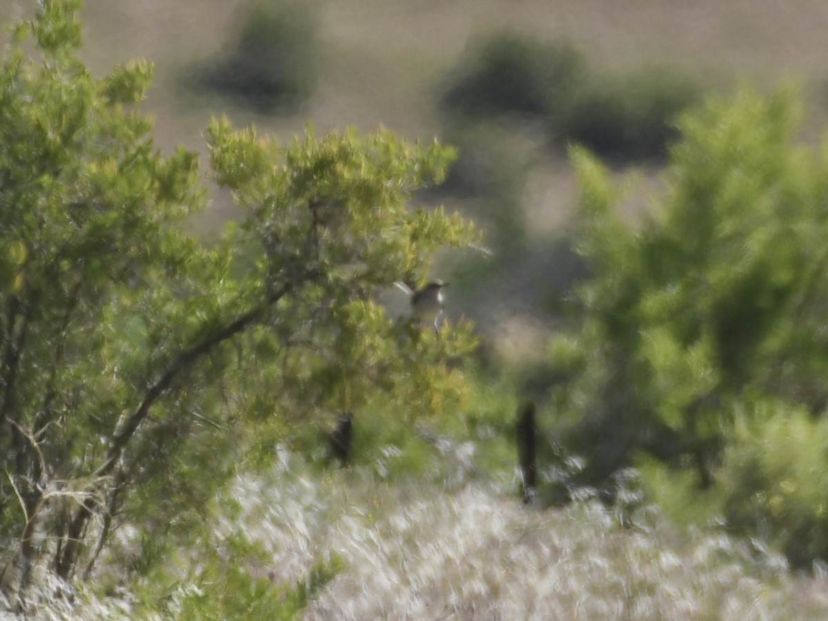Northern Mockingbird - ML636269094