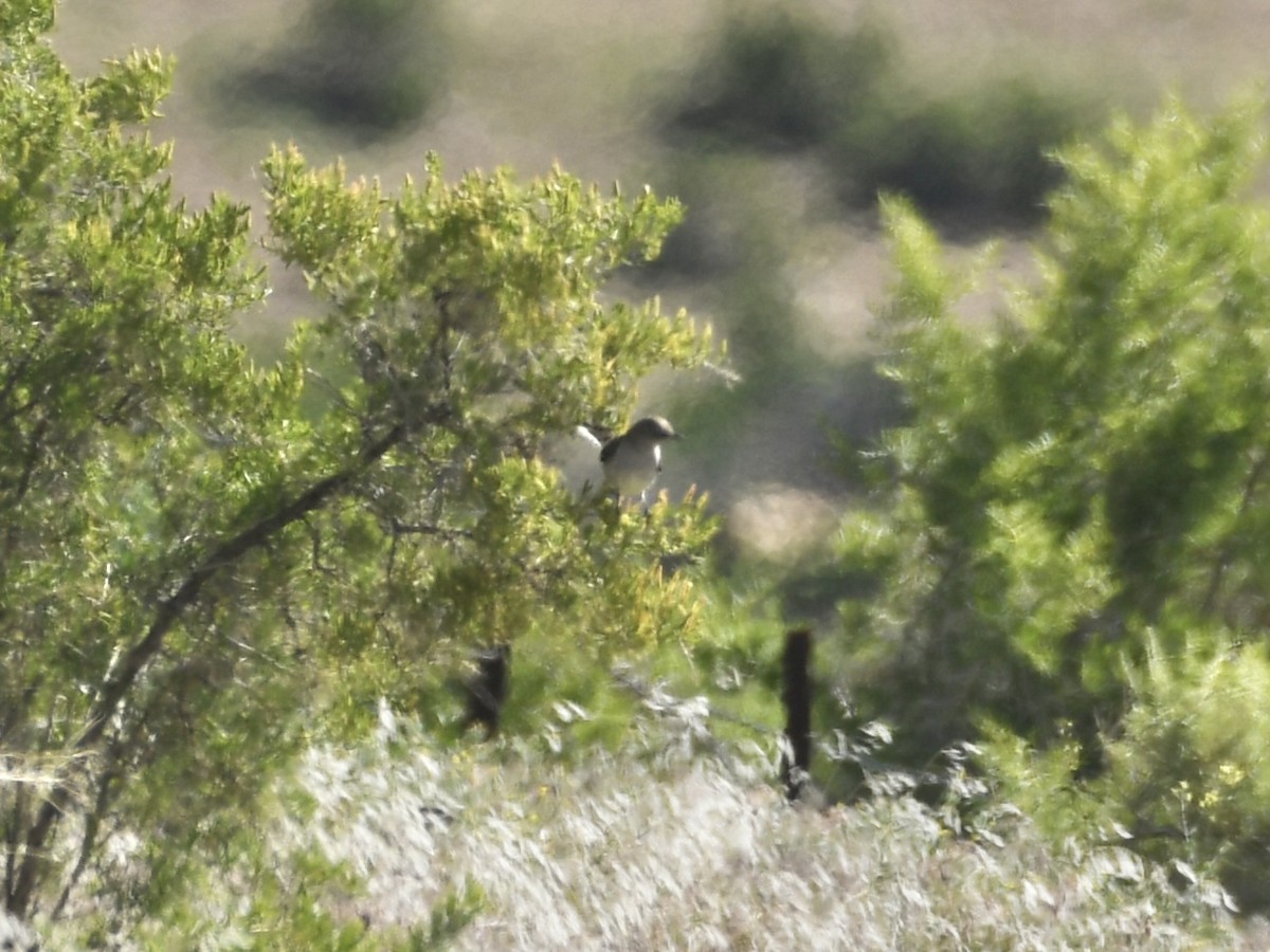 Northern Mockingbird - ML636269095