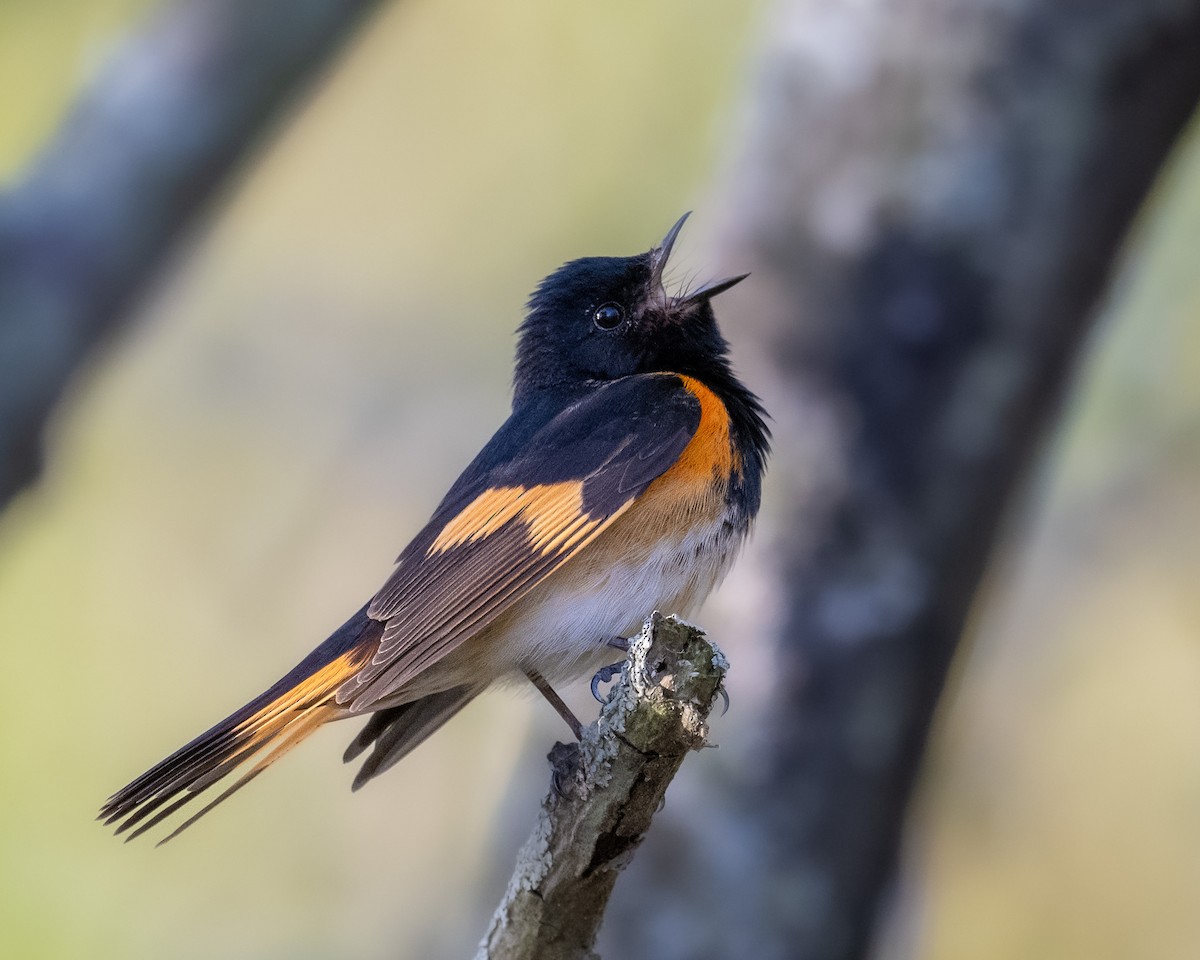 American Redstart - ML636269158