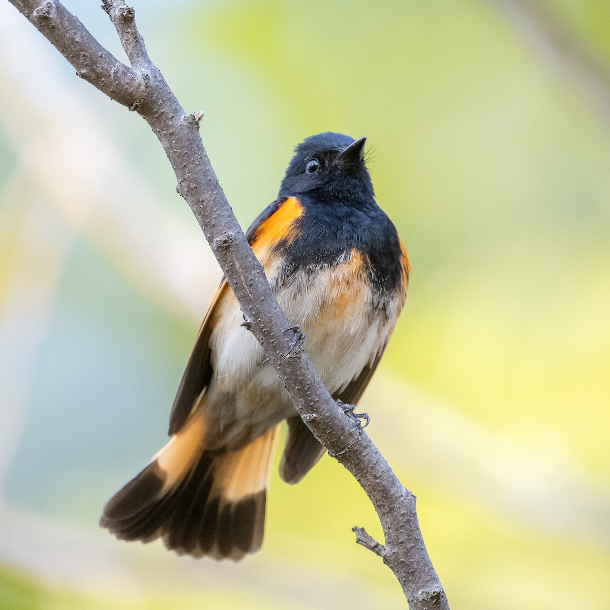 American Redstart - ML636269159