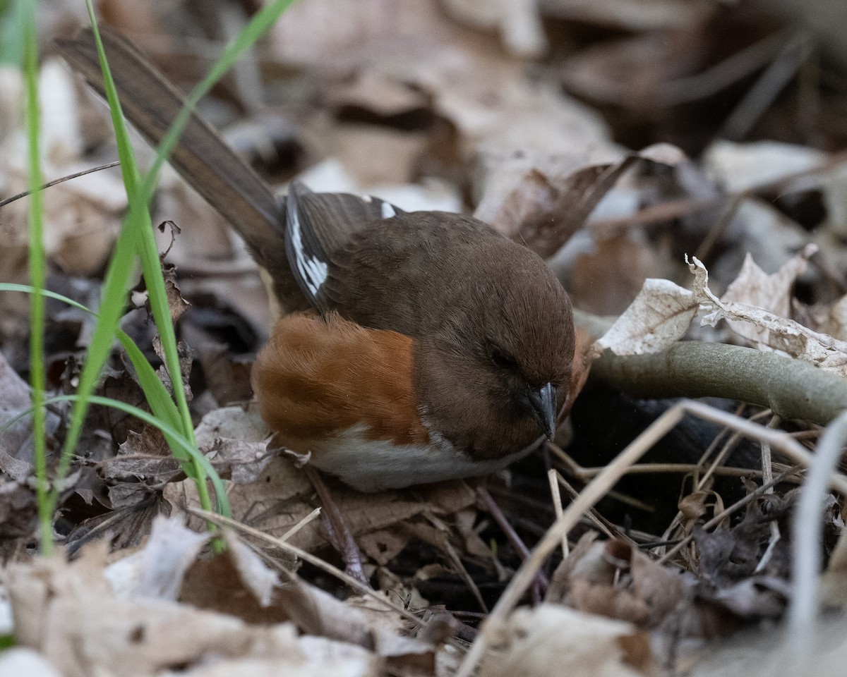 Eastern Towhee - ML636269167