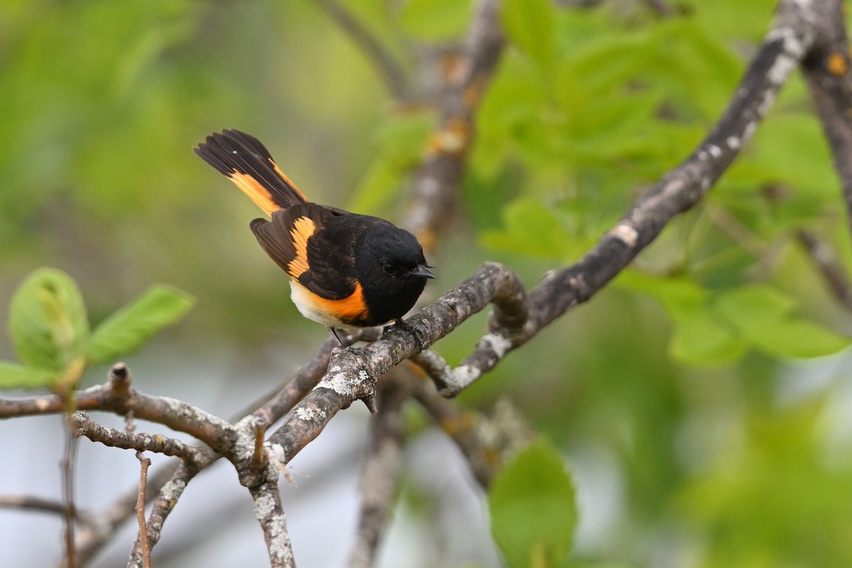American Redstart - ML636269233