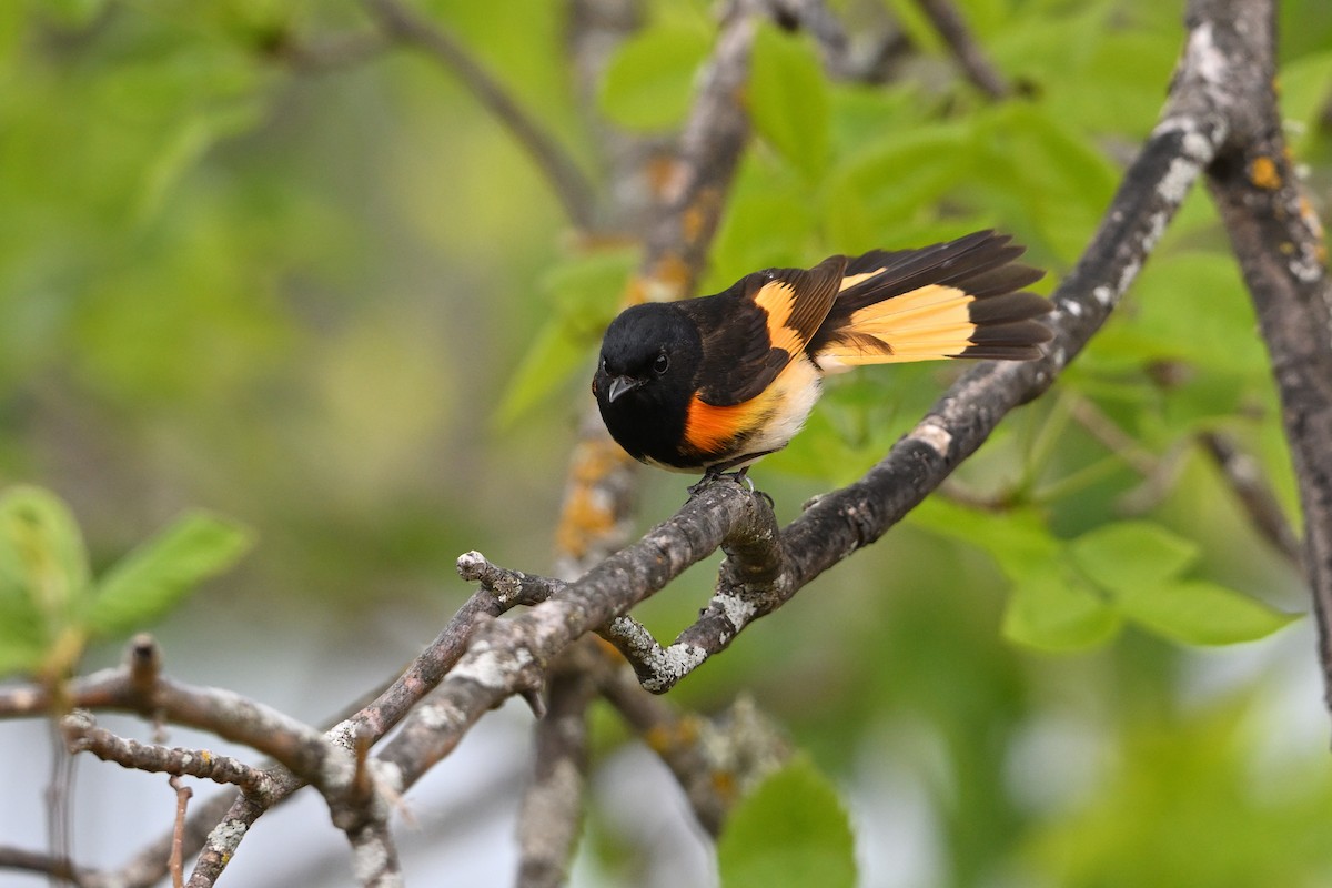 American Redstart - ML636269234