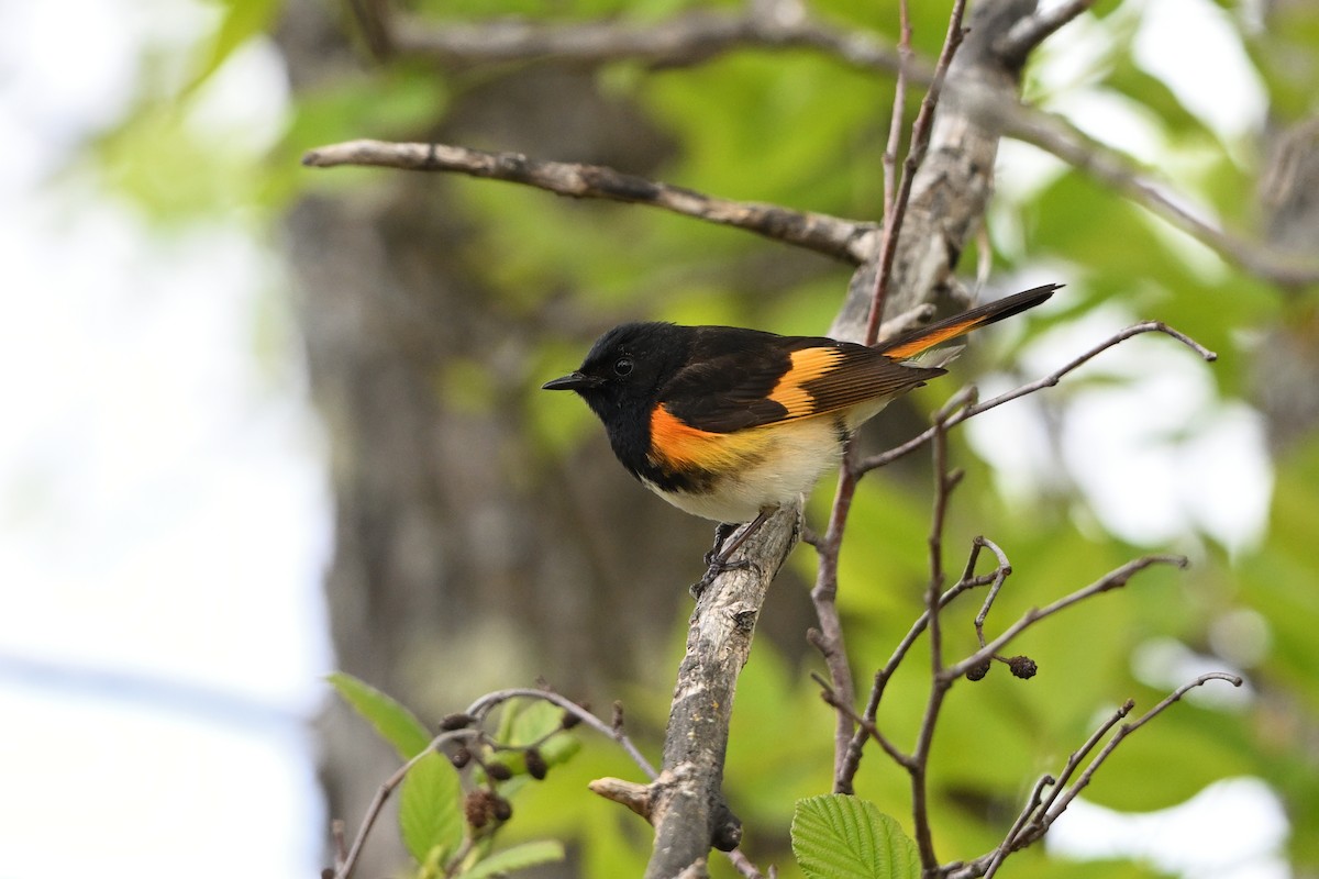 American Redstart - ML636269244