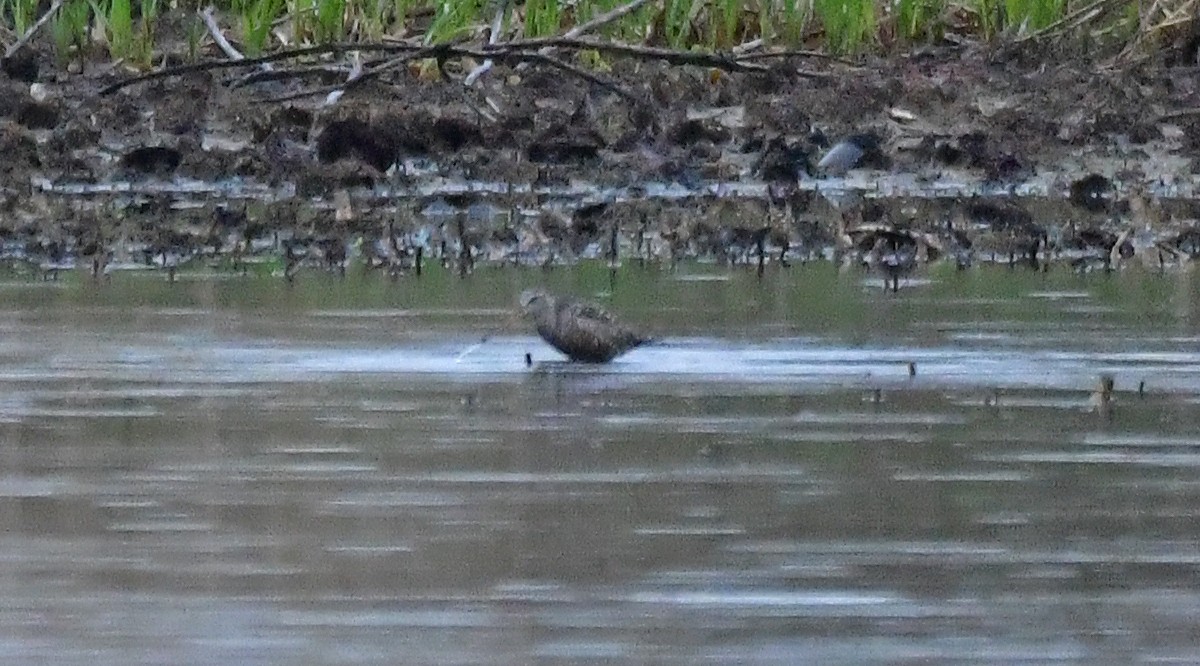 Hudsonian Godwit - ML636269384