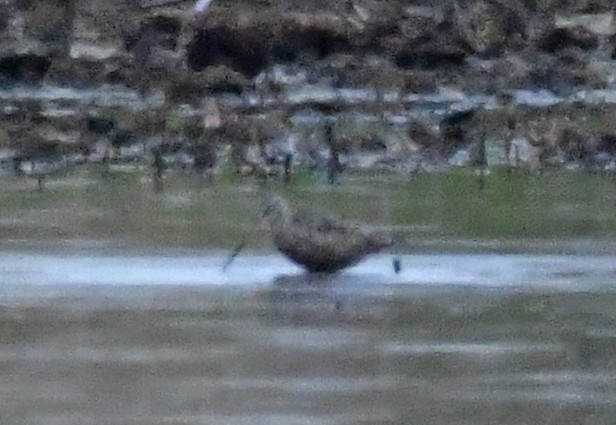 Hudsonian Godwit - ML636269400