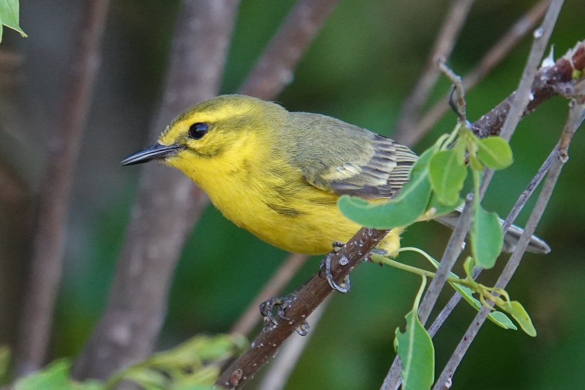 Vitelline Warbler - ML636269419