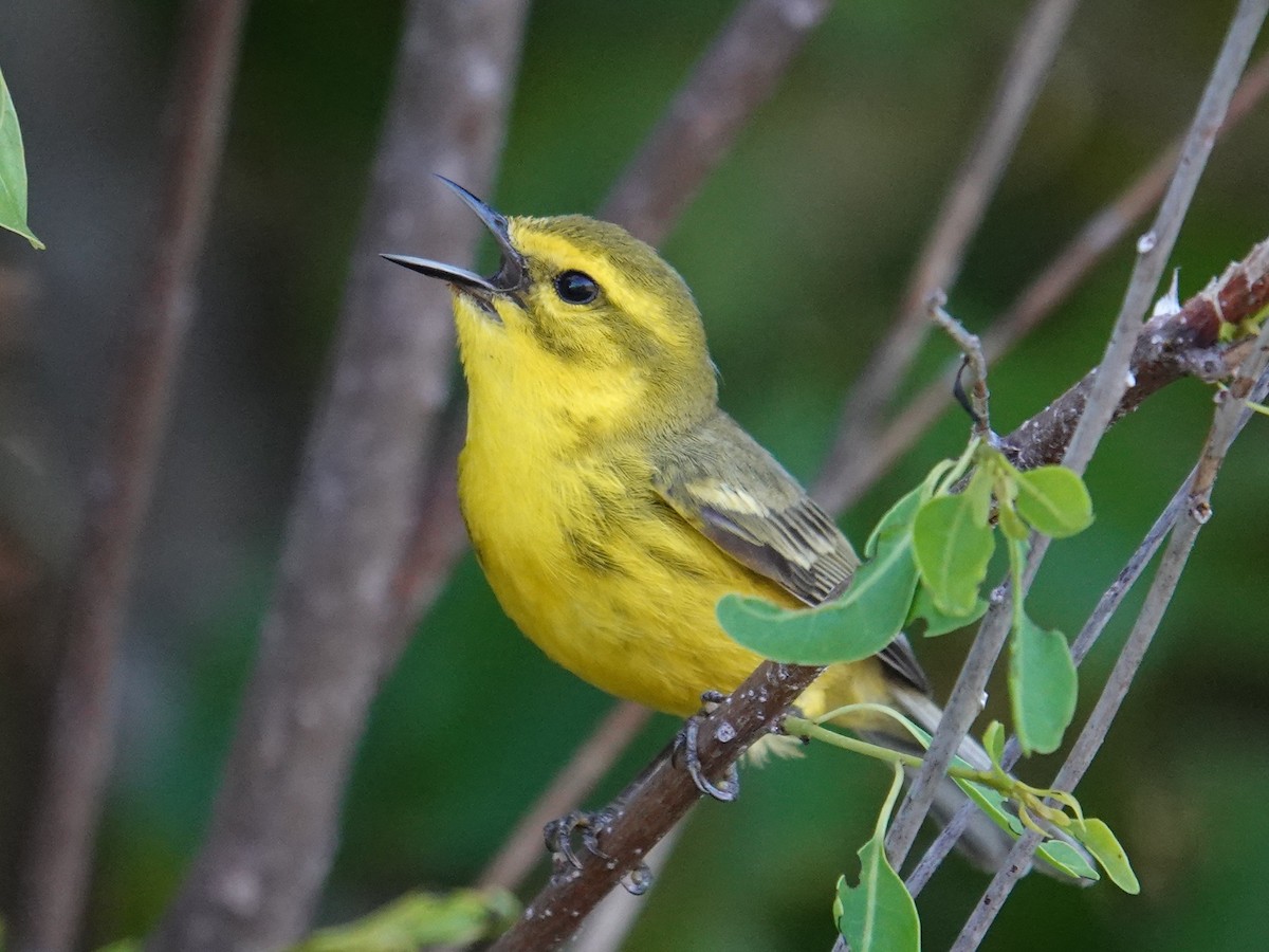 Vitelline Warbler - ML636269420